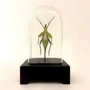 Giant jungle nymph in unusual antique glass display case.