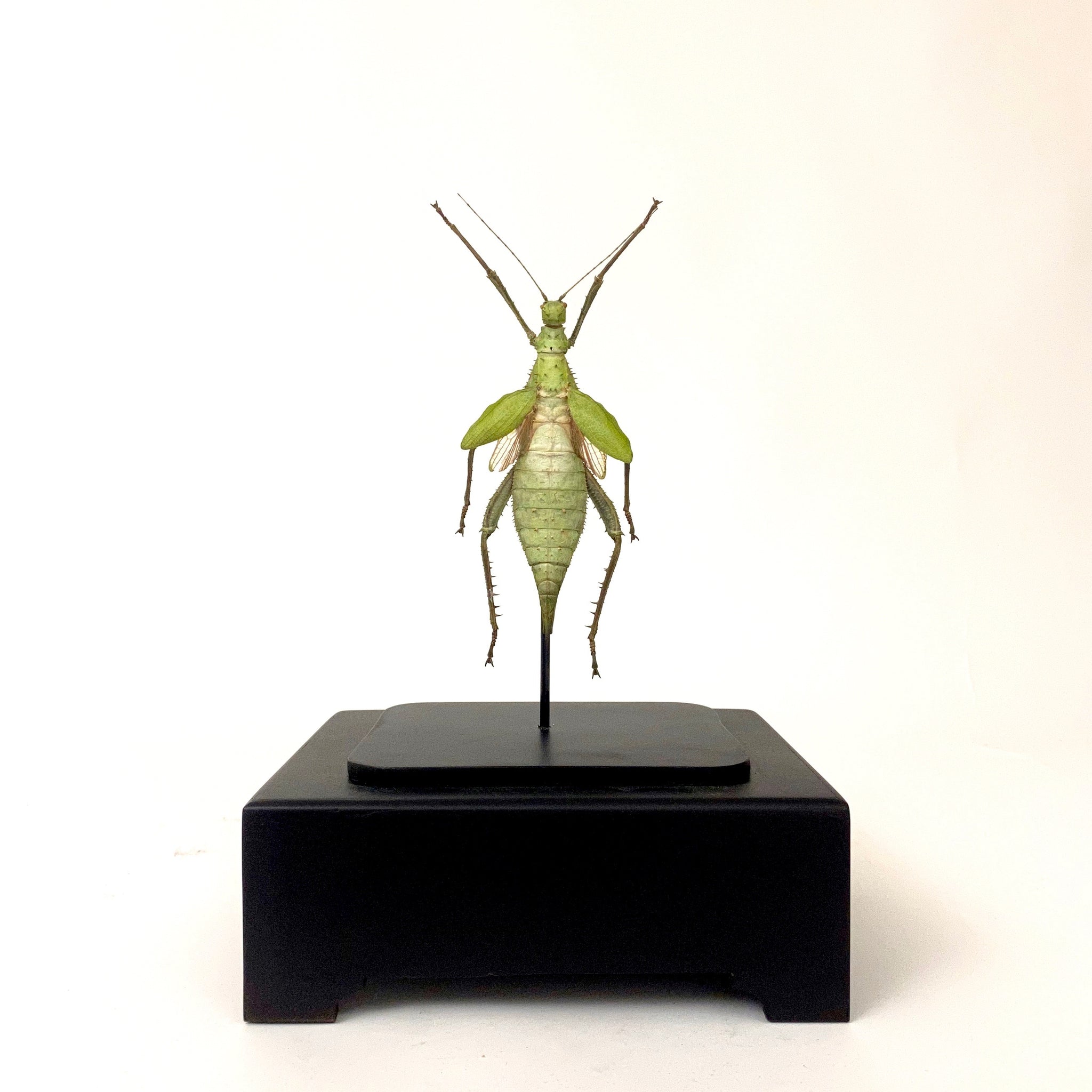 Giant jungle nymph in unusual antique glass display case.