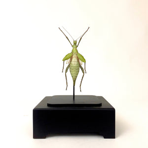 Giant jungle nymph in unusual antique glass display case.