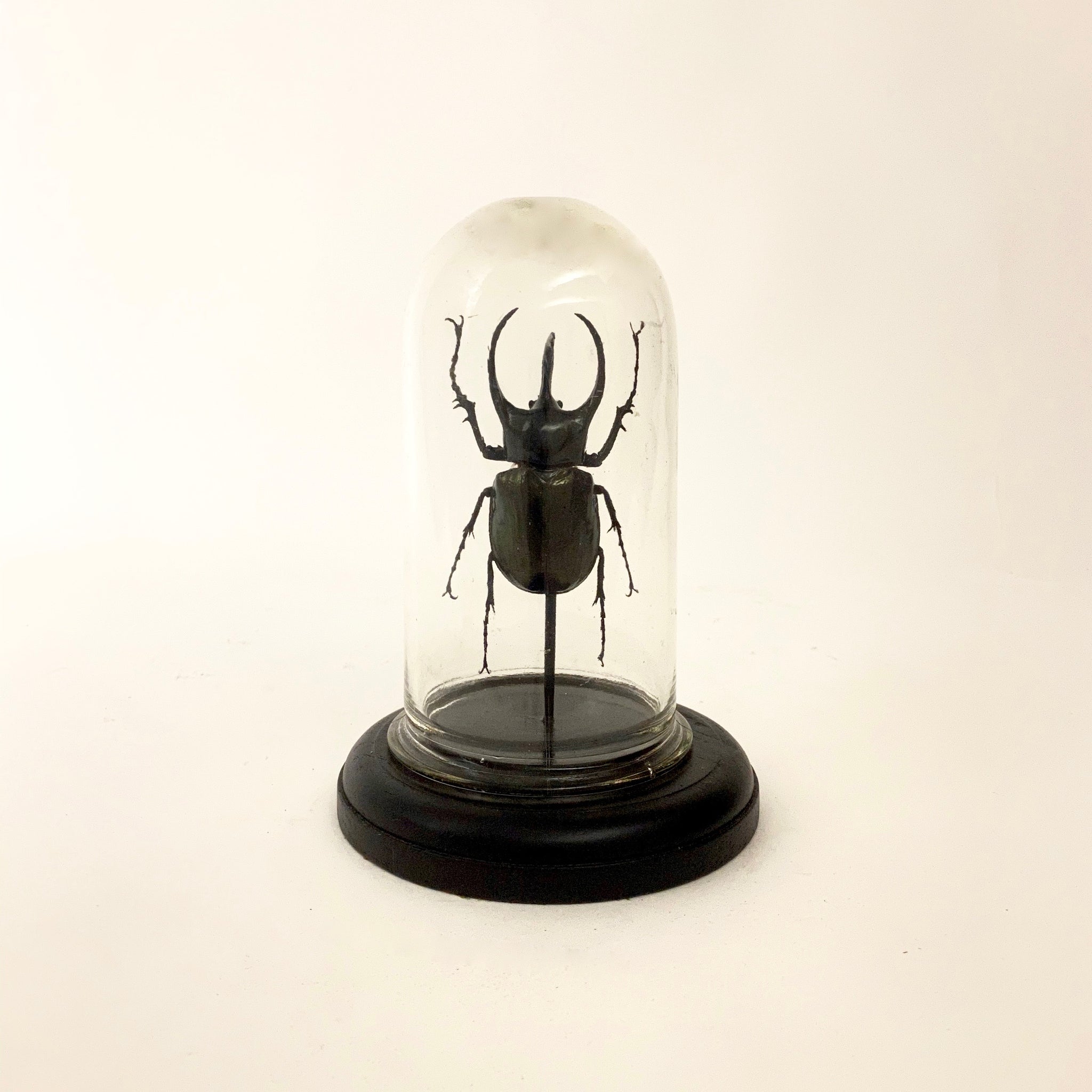 Three horned rhinoceros beetle in glass dome .