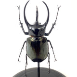 Three horned rhinoceros beetle in glass dome .