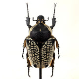 Stunning Goliath beetle mounted in a vintage glass dome .