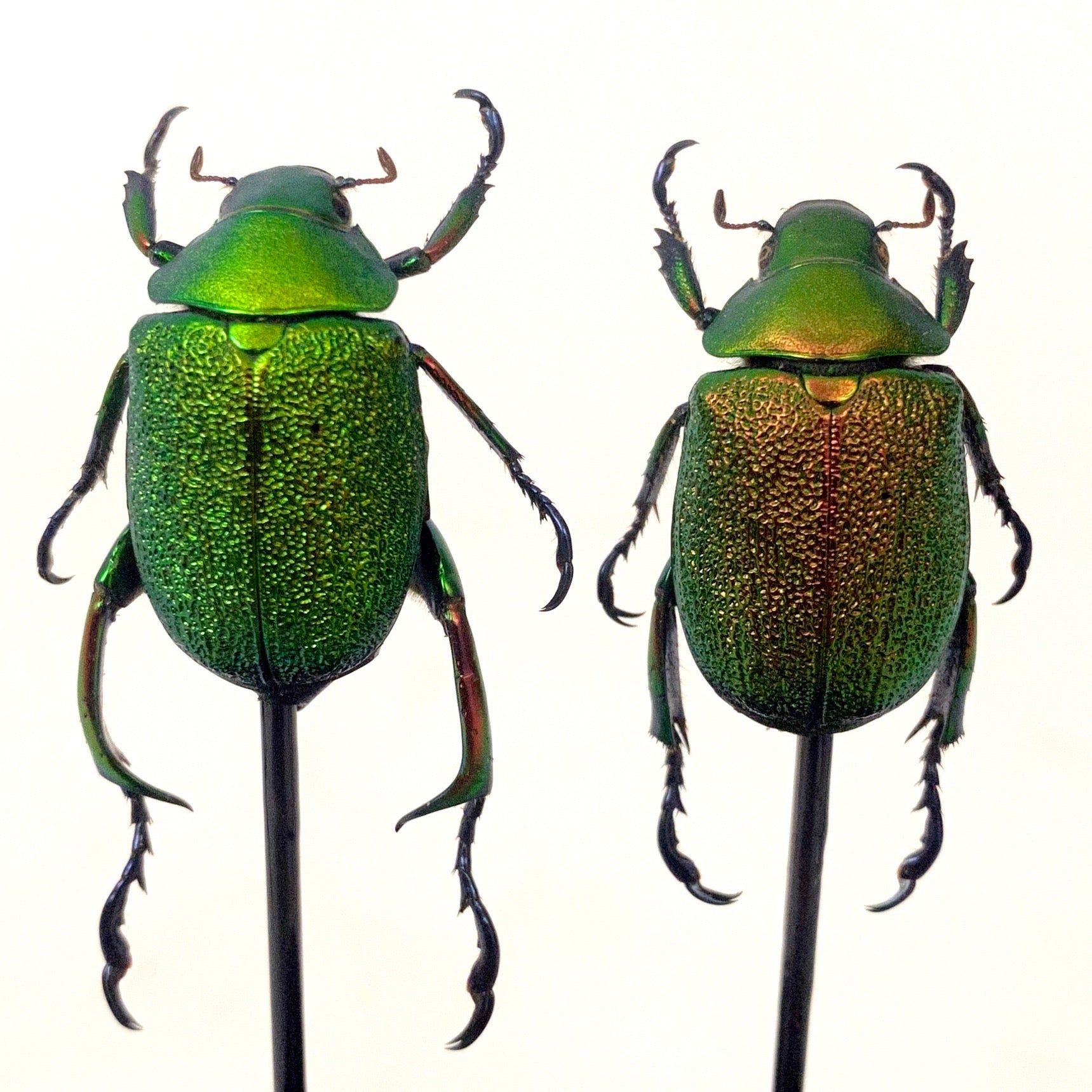 Striking Pair of male and female of emerald  green jewel beetles in a vintage glass dome.