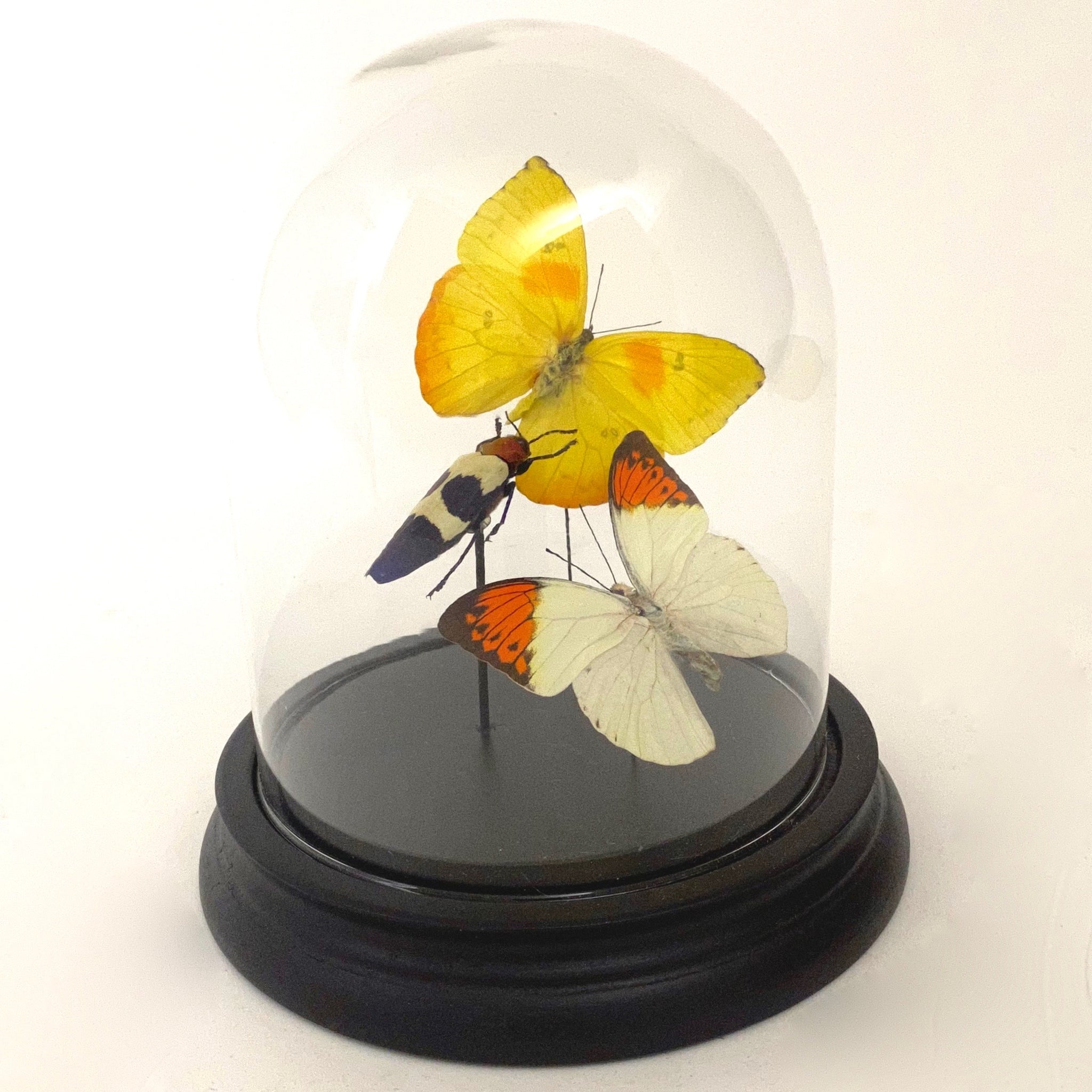 Display of butterflies and jewel beetle.
