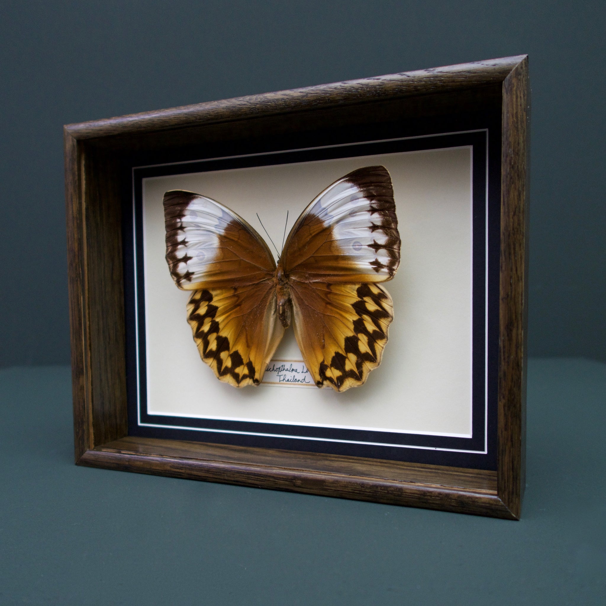 Stichophthalma Louisa (Thailand)