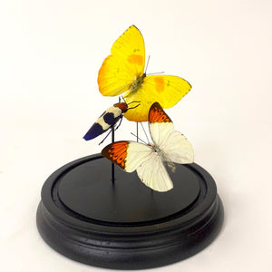 Display of butterflies and jewel beetle.