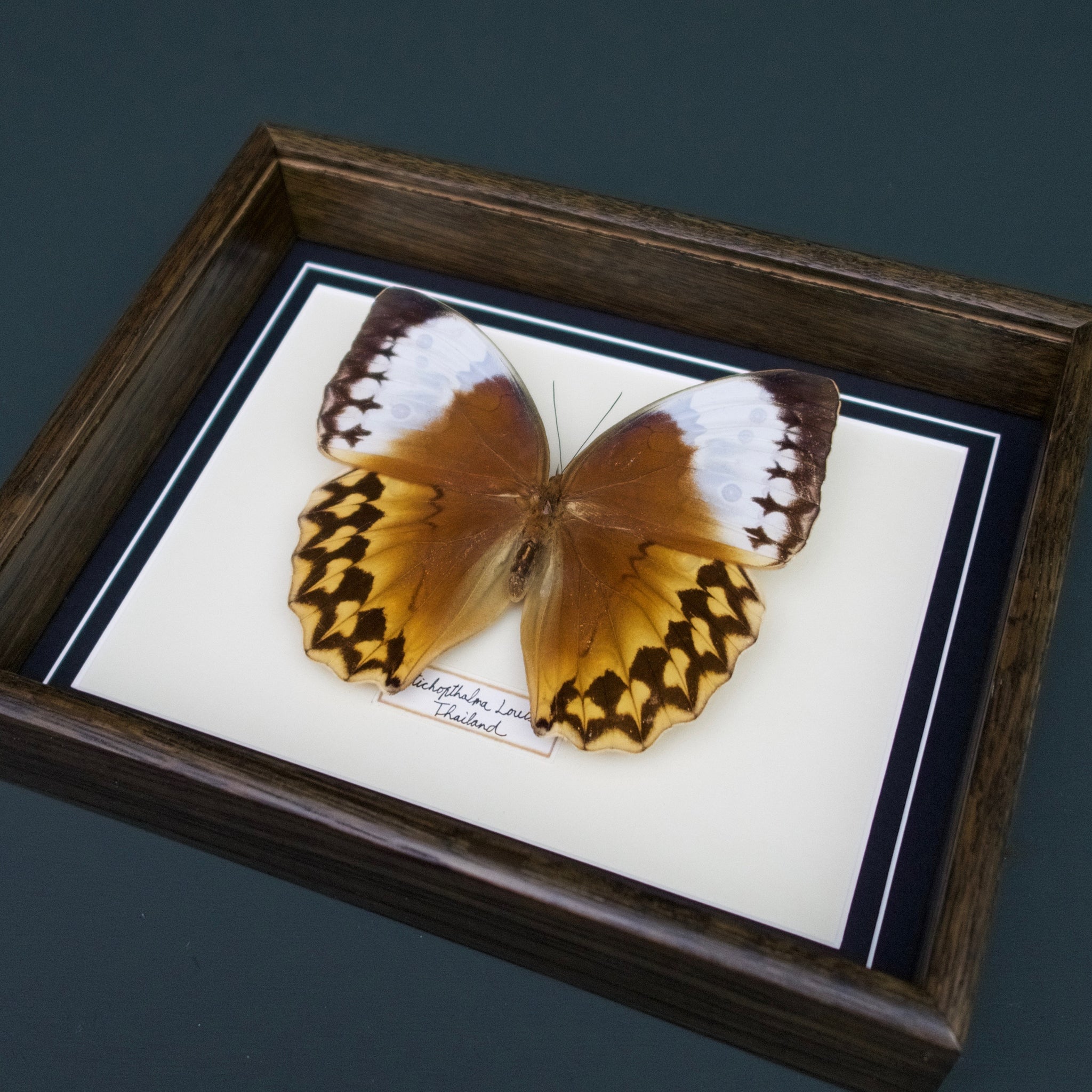 Stichophthalma Louisa (Thailand)