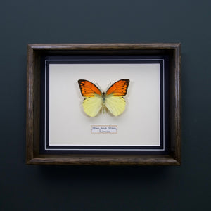 Hebomoia Leucippe Hebromia (Indonesia)