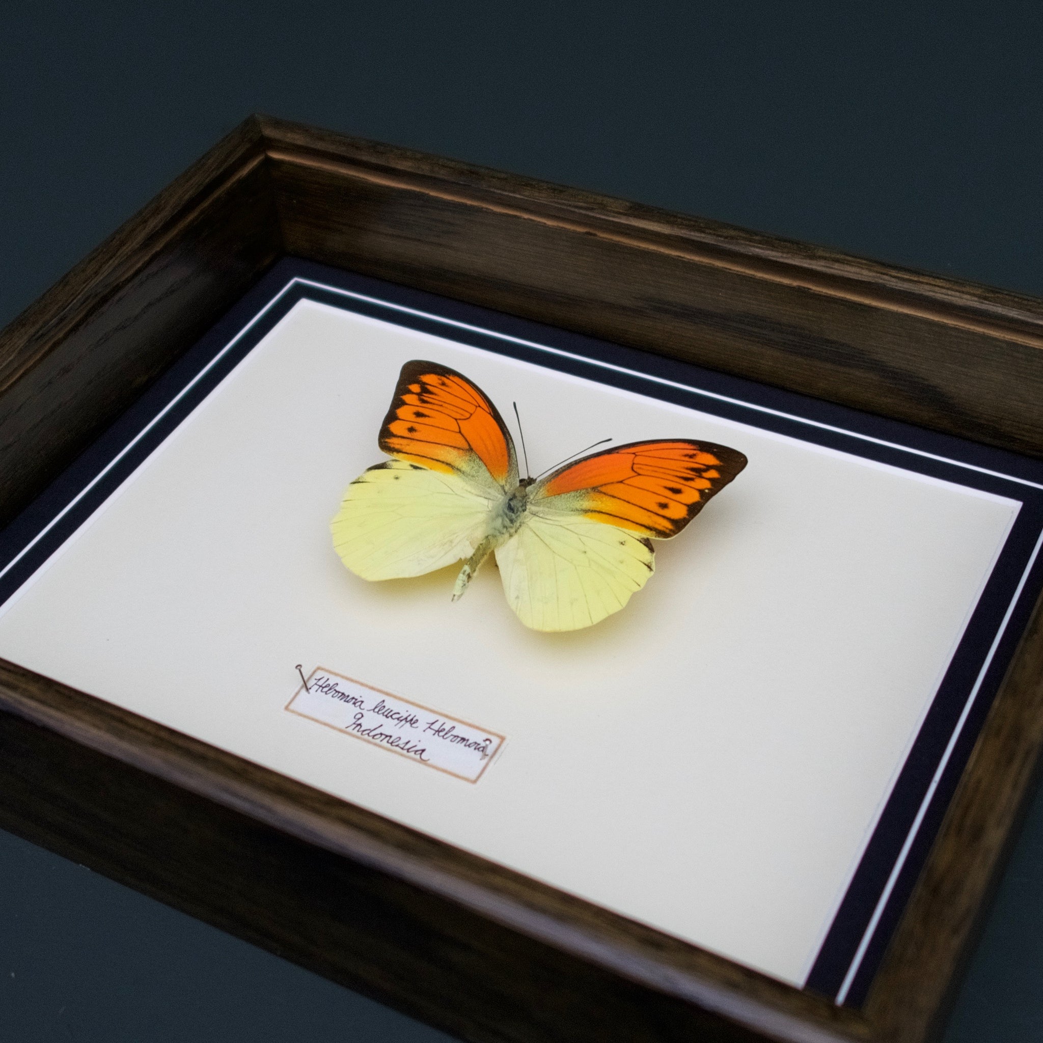 Hebomoia Leucippe Hebromia (Indonesia)
