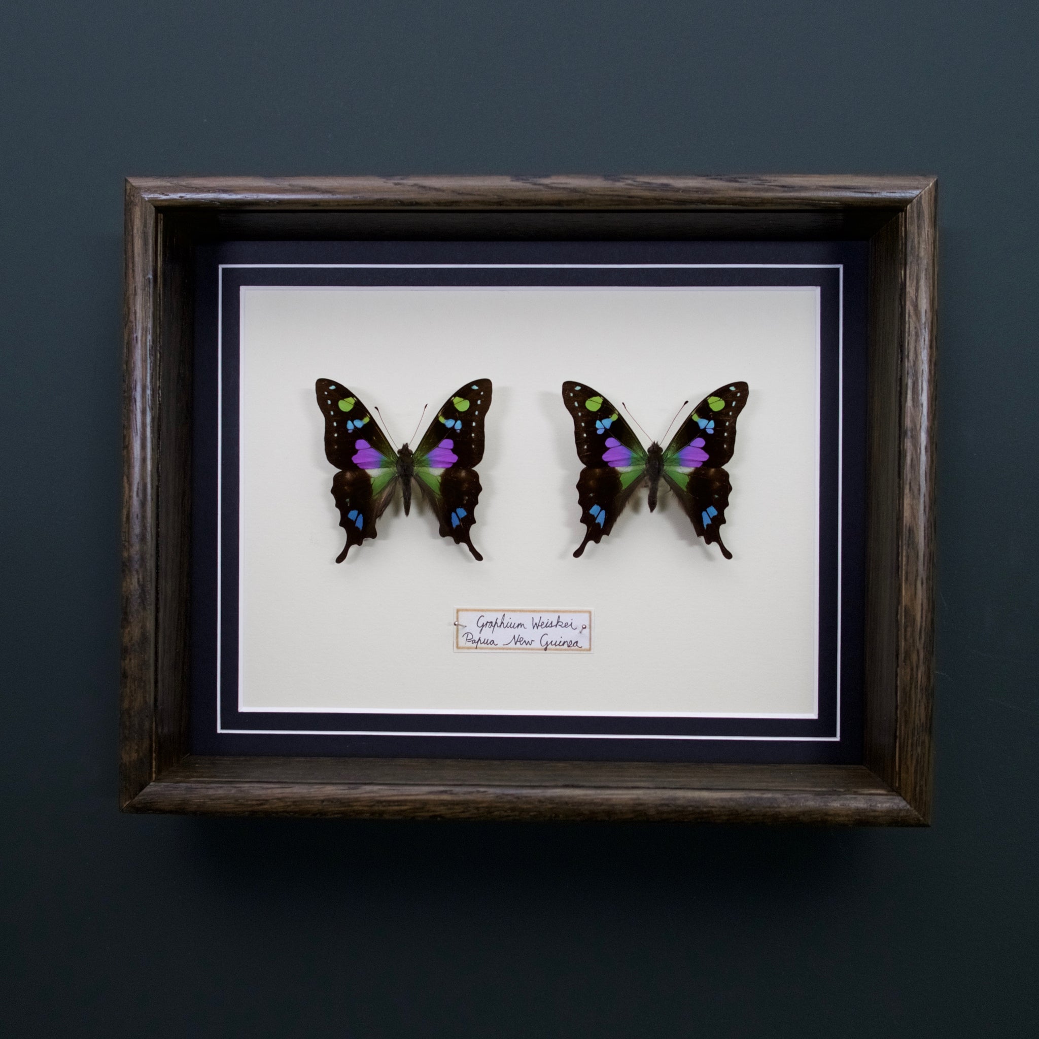 Graphium Whiskei (Papua New Guinea)