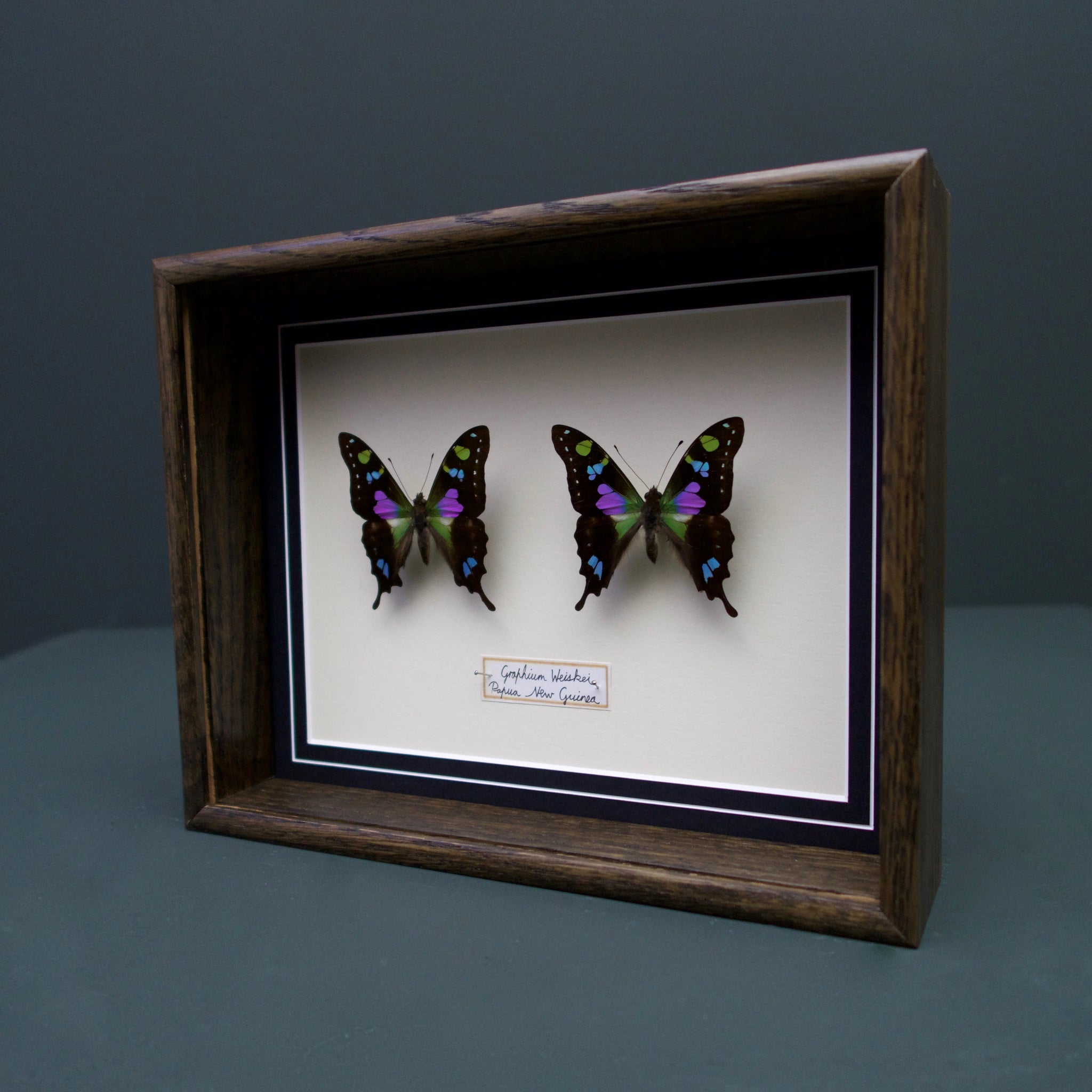 Graphium Whiskei (Papua New Guinea)