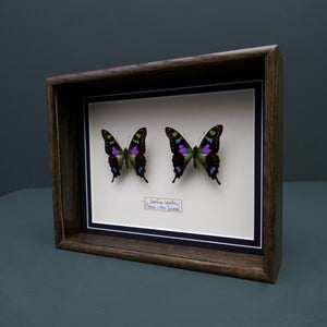 Graphium Whiskei (Papua New Guinea)