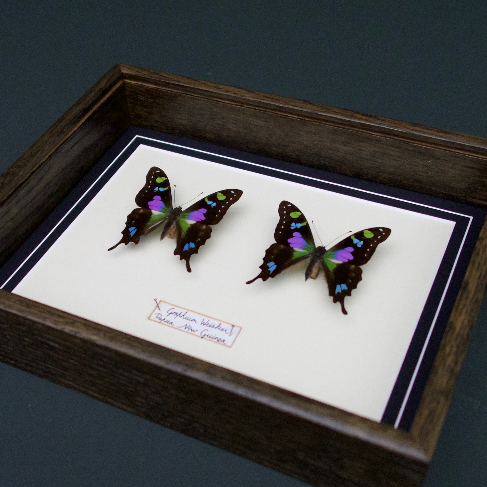 Graphium Whiskei (Papua New Guinea)
