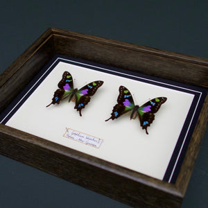 Graphium Whiskei (Papua New Guinea)
