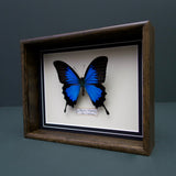Papilio Ulysses (New Caledonia)