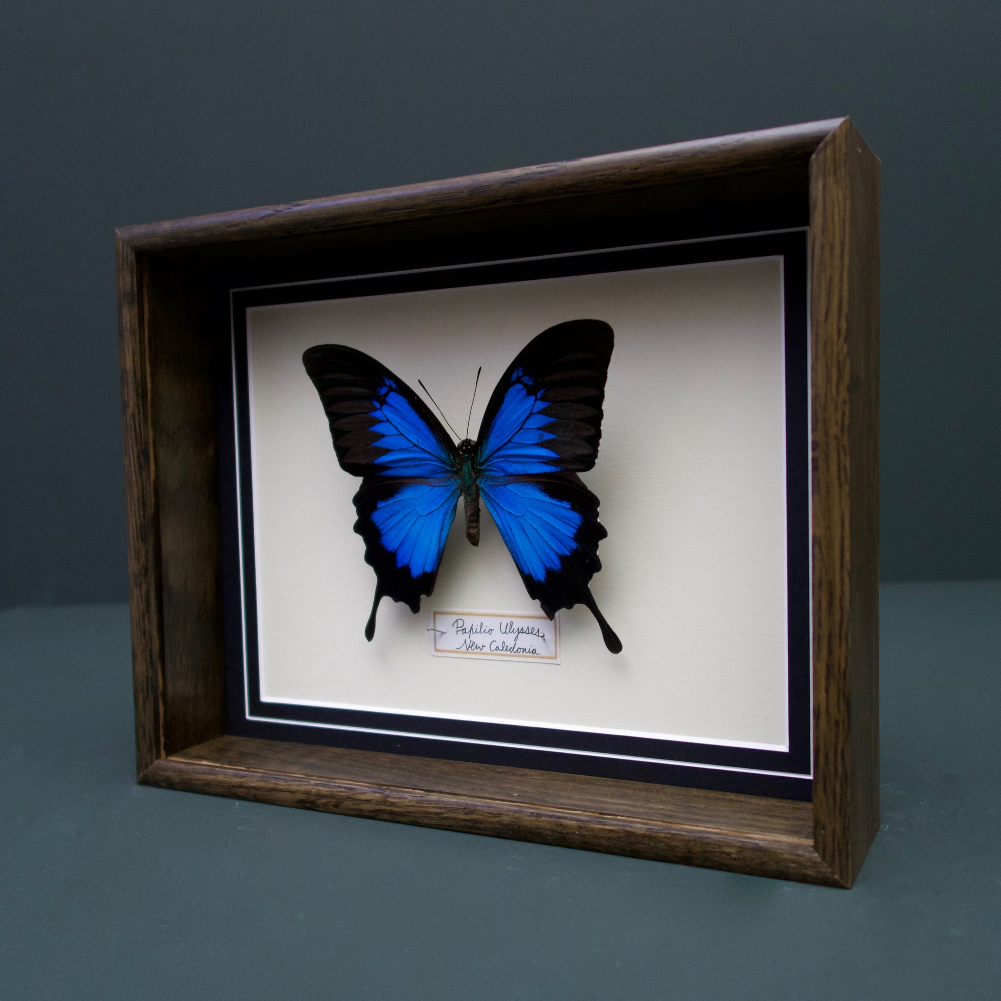 Papilio Ulysses (New Caledonia)