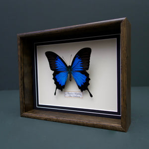Papilio Ulysses (New Caledonia)