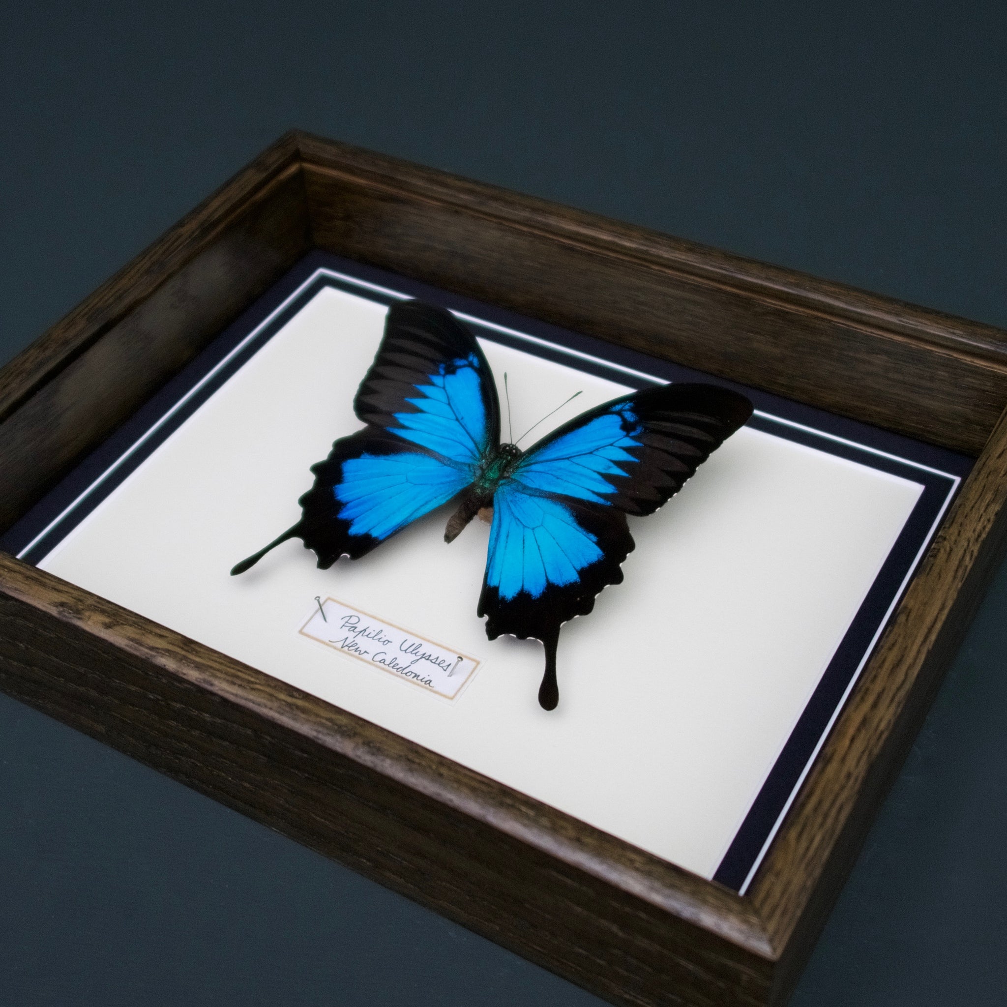 Papilio Ulysses (New Caledonia)