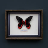 Papilio Rumanzovia (Philippines)