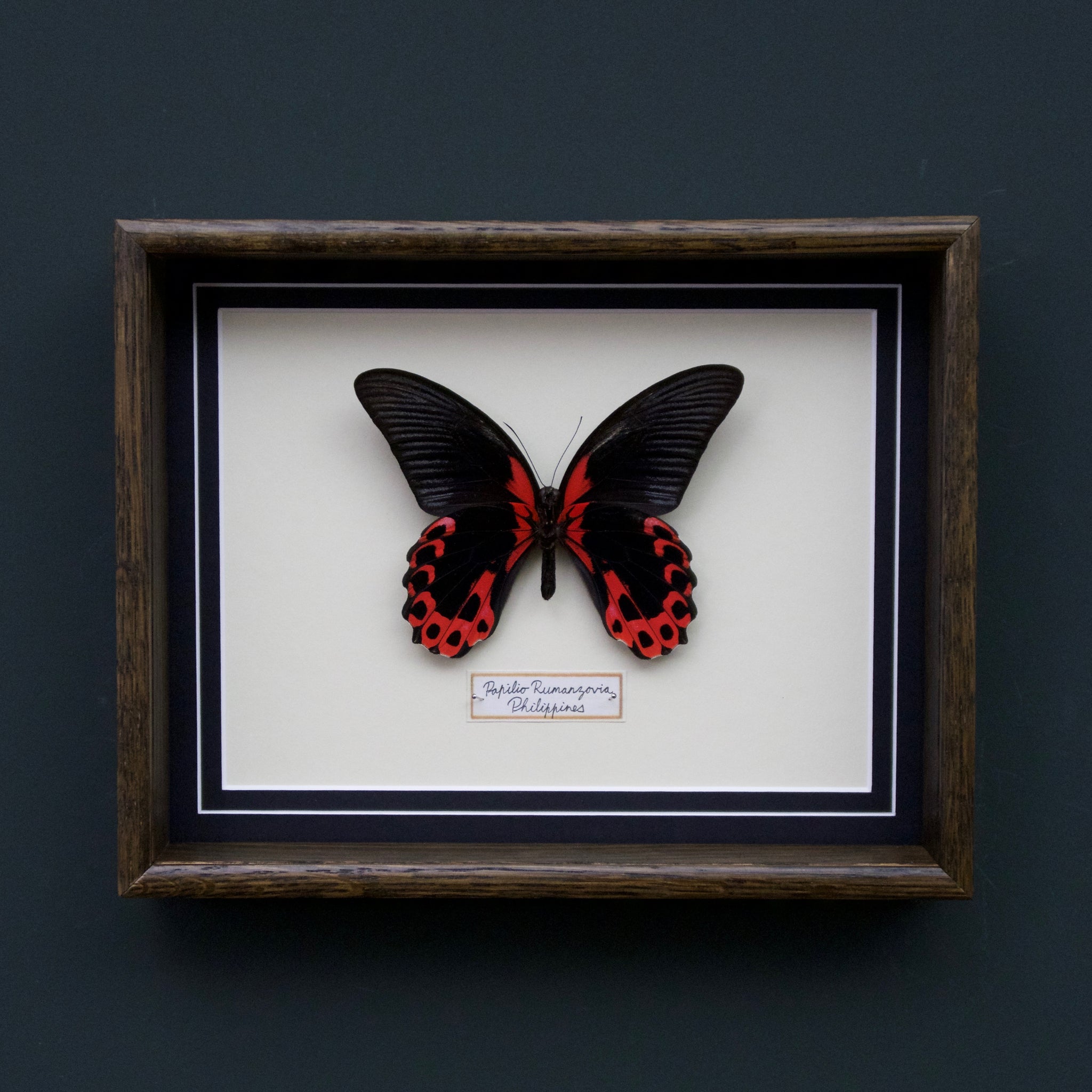 Papilio Rumanzovia (Philippines)