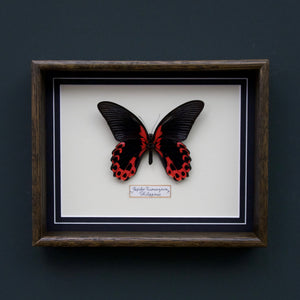 Papilio Rumanzovia (Philippines)