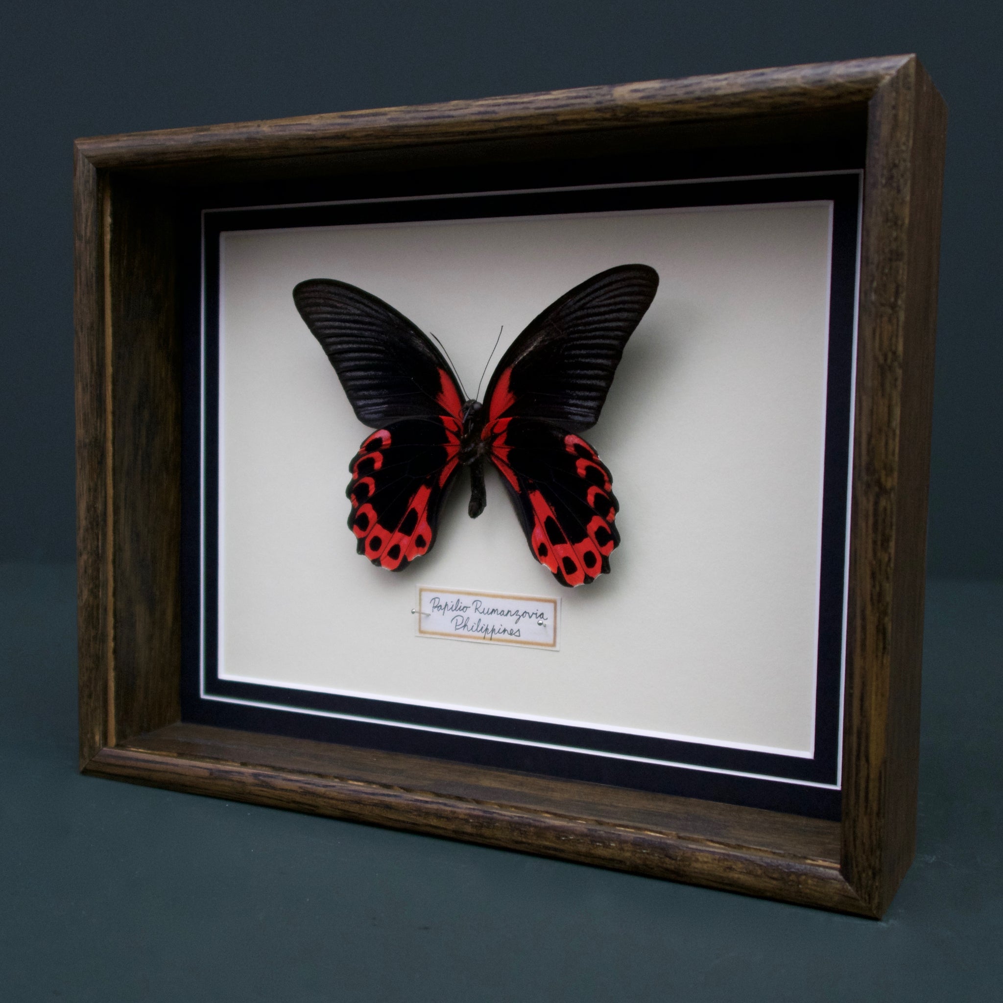 Papilio Rumanzovia (Philippines)