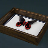 Papilio Rumanzovia (Philippines)