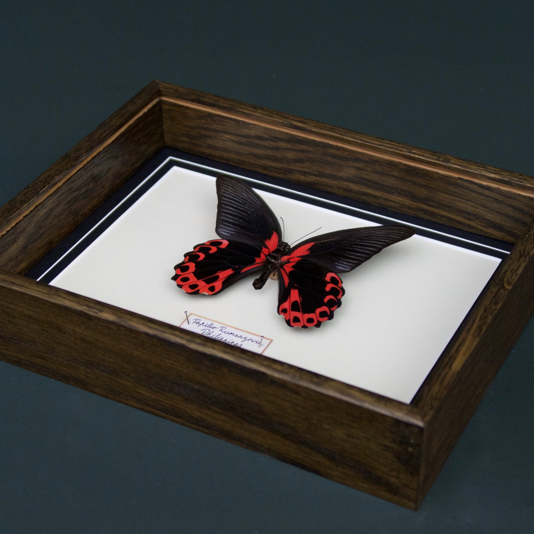Papilio Rumanzovia (Philippines)