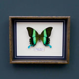 Papilio Blumei (Indonesia)
