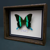 Papilio Blumei (Indonesia)