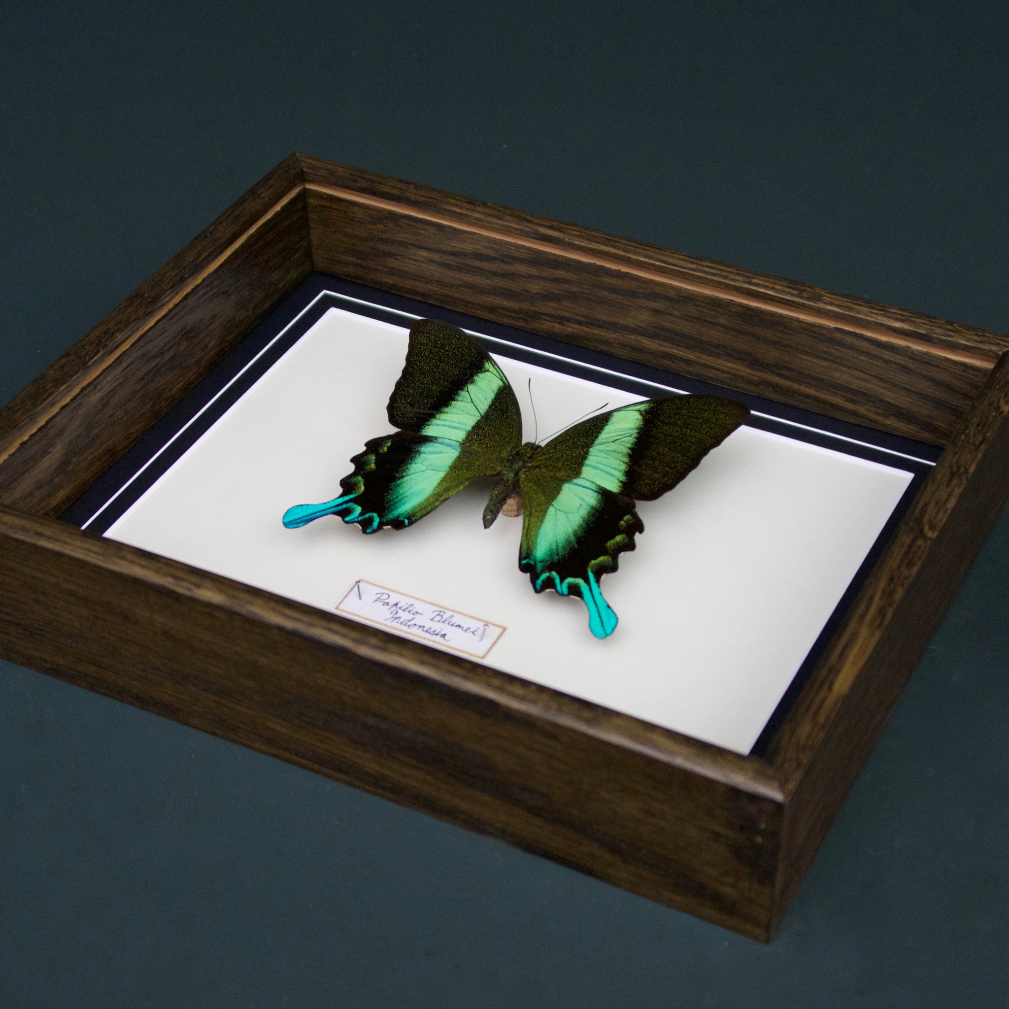 Papilio Blumei (Indonesia)