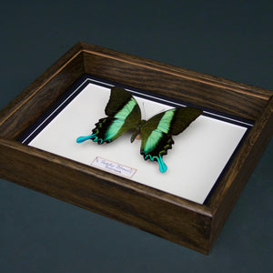 Papilio Blumei (Indonesia)