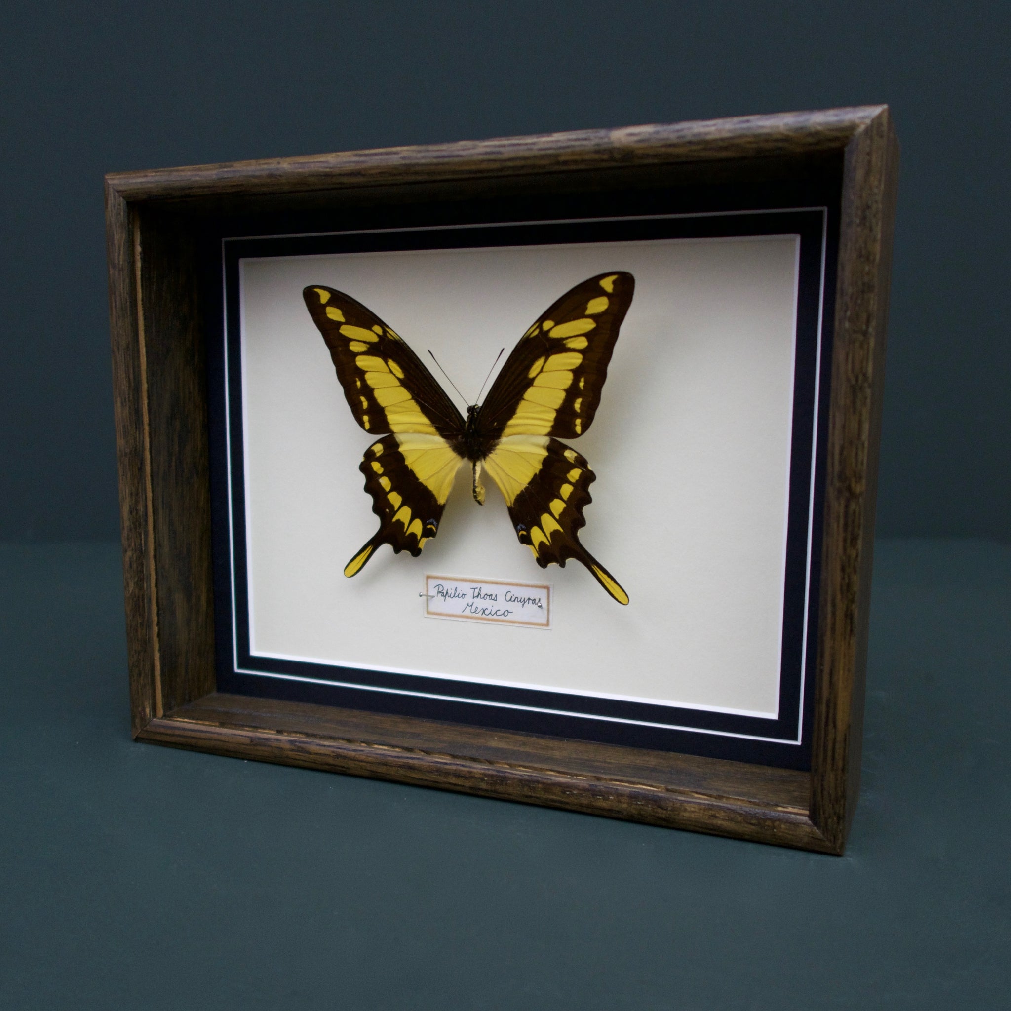 Papilio Thoas Cinyras (Mexico)