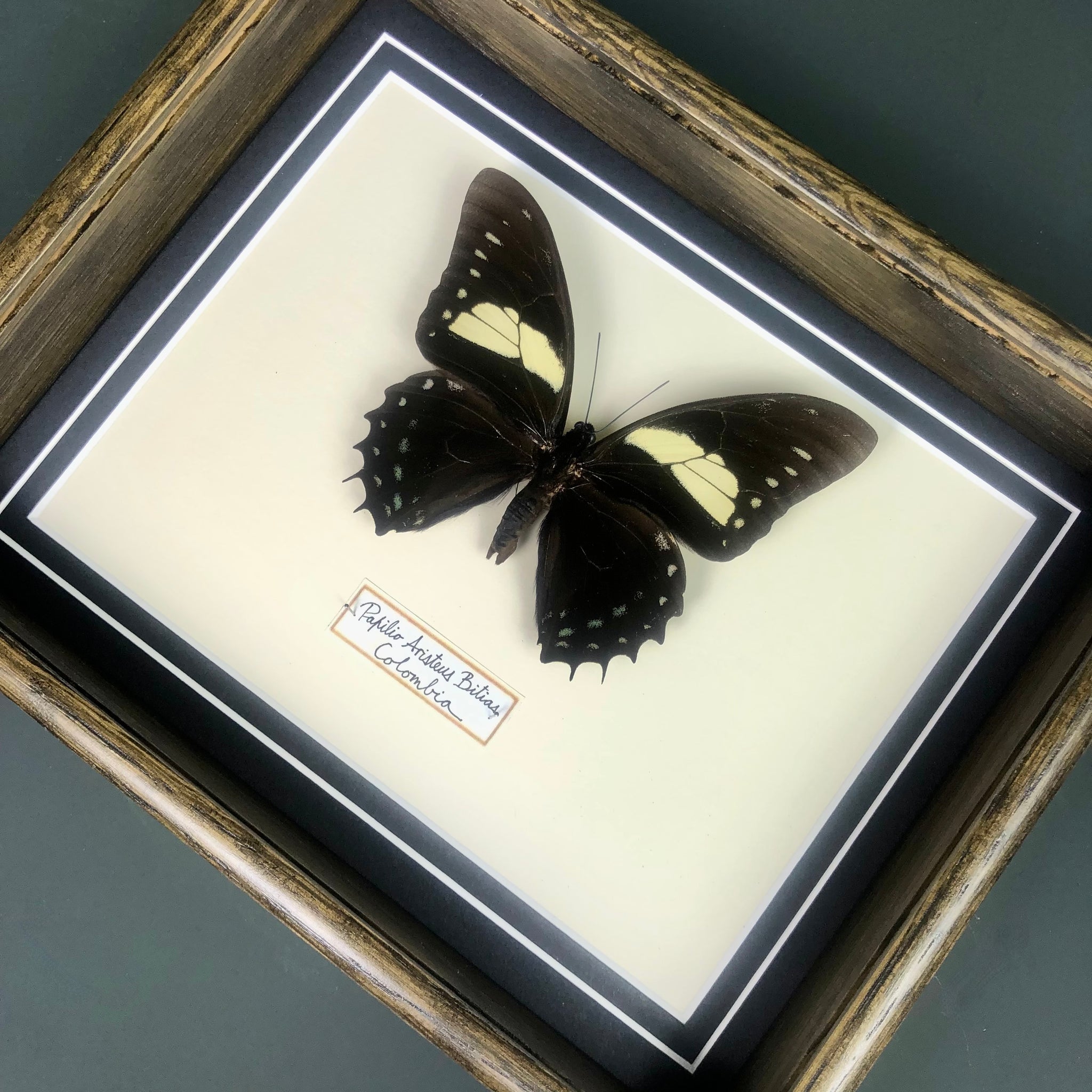 Papilio Aristeus Bitias (Colombia)