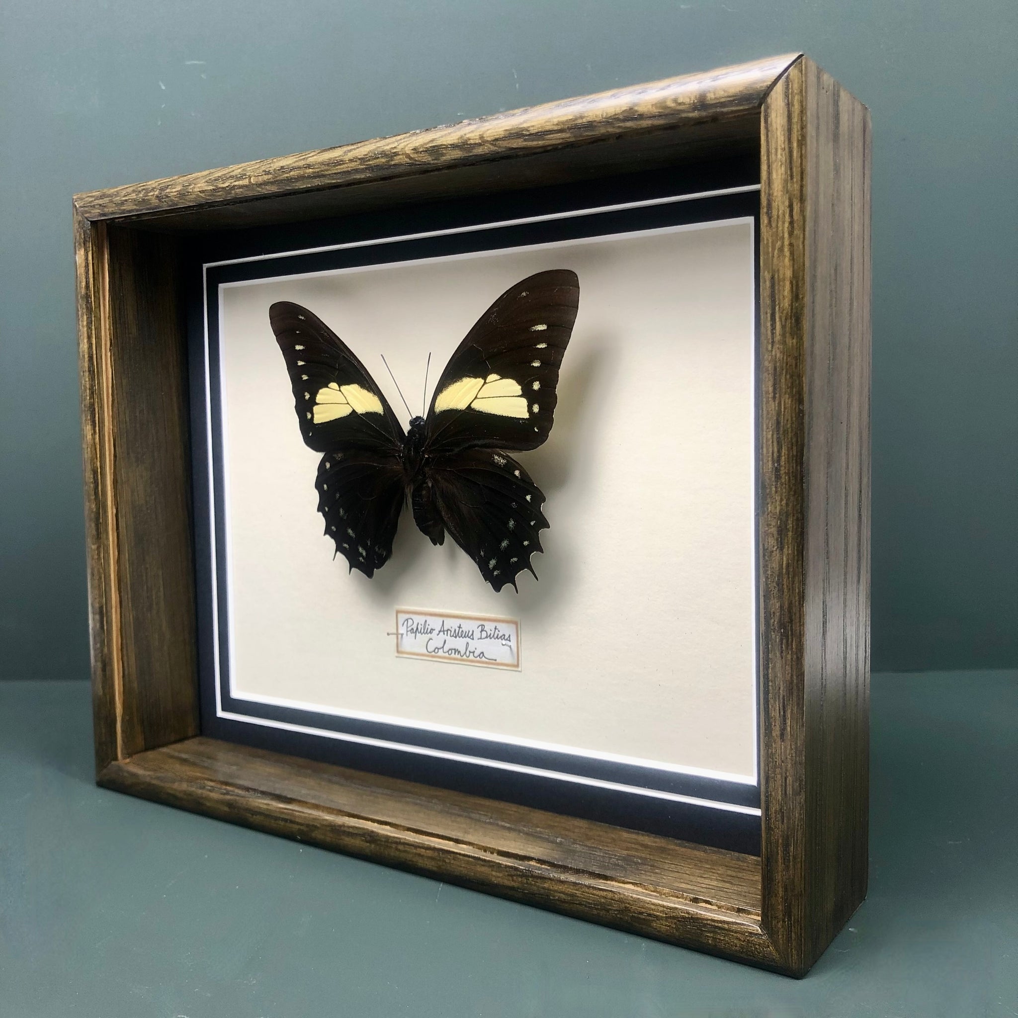 Papilio Aristeus Bitias (Colombia)