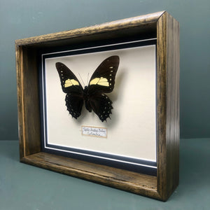 Papilio Aristeus Bitias (Colombia)