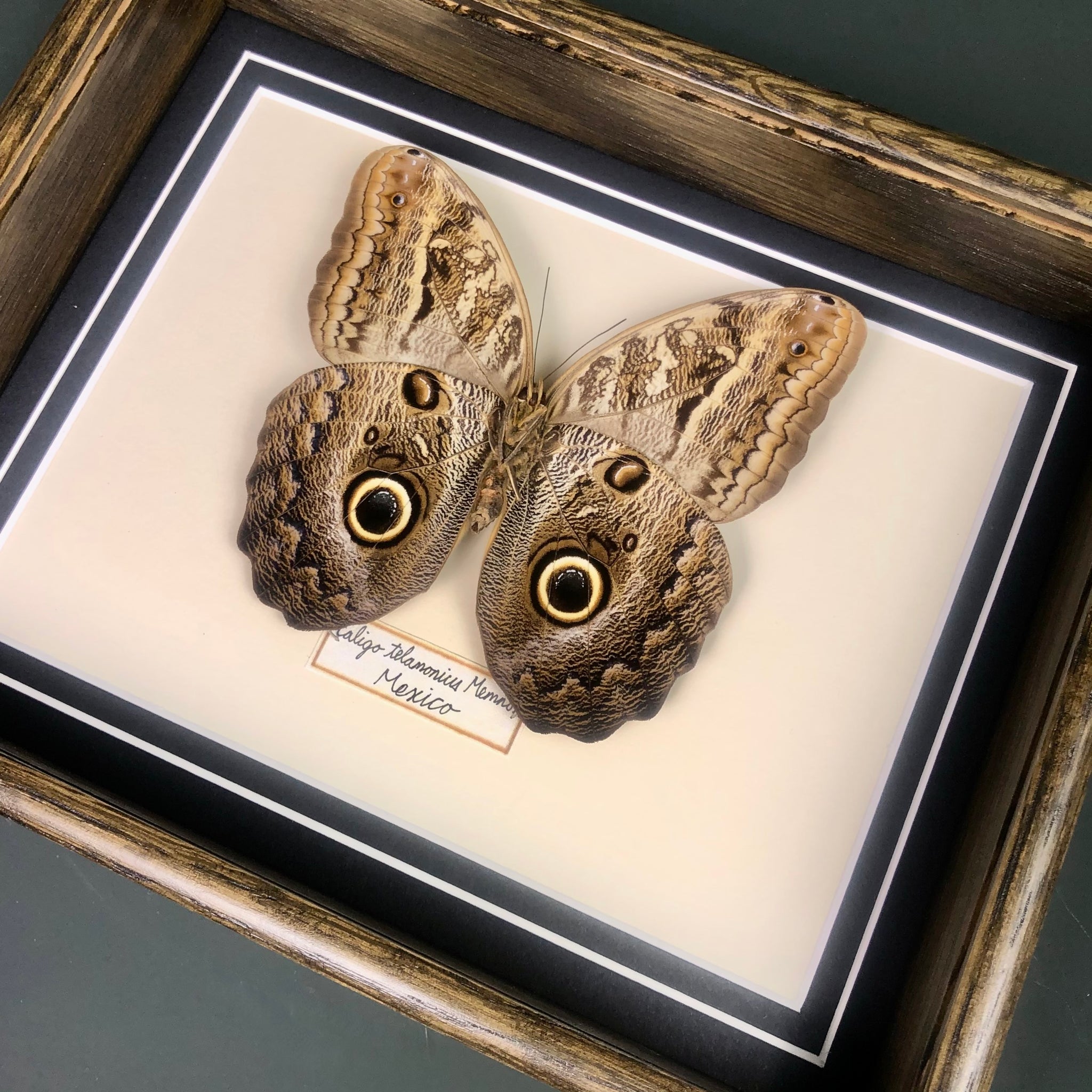 Caligo Telamoni Memnon (Mexico)