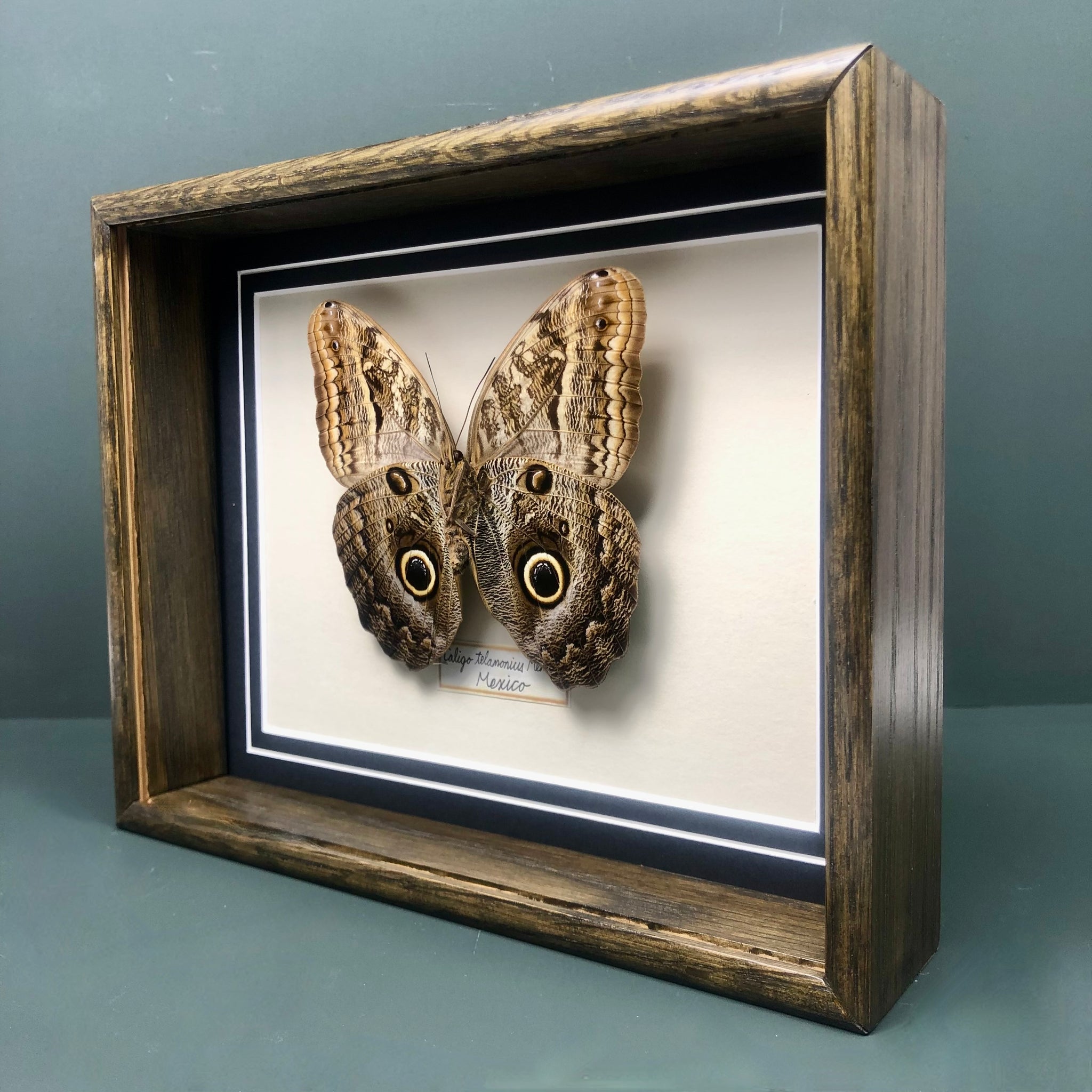 Caligo Telamoni Memnon (Mexico)