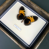 Papilio Bachus (Peru)