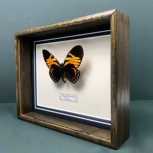 Papilio Bachus (Peru)