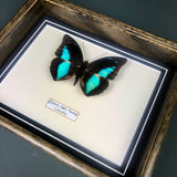 Prepona Amphimachus (Colombia)