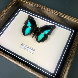 Prepona Amphimachus (Colombia)