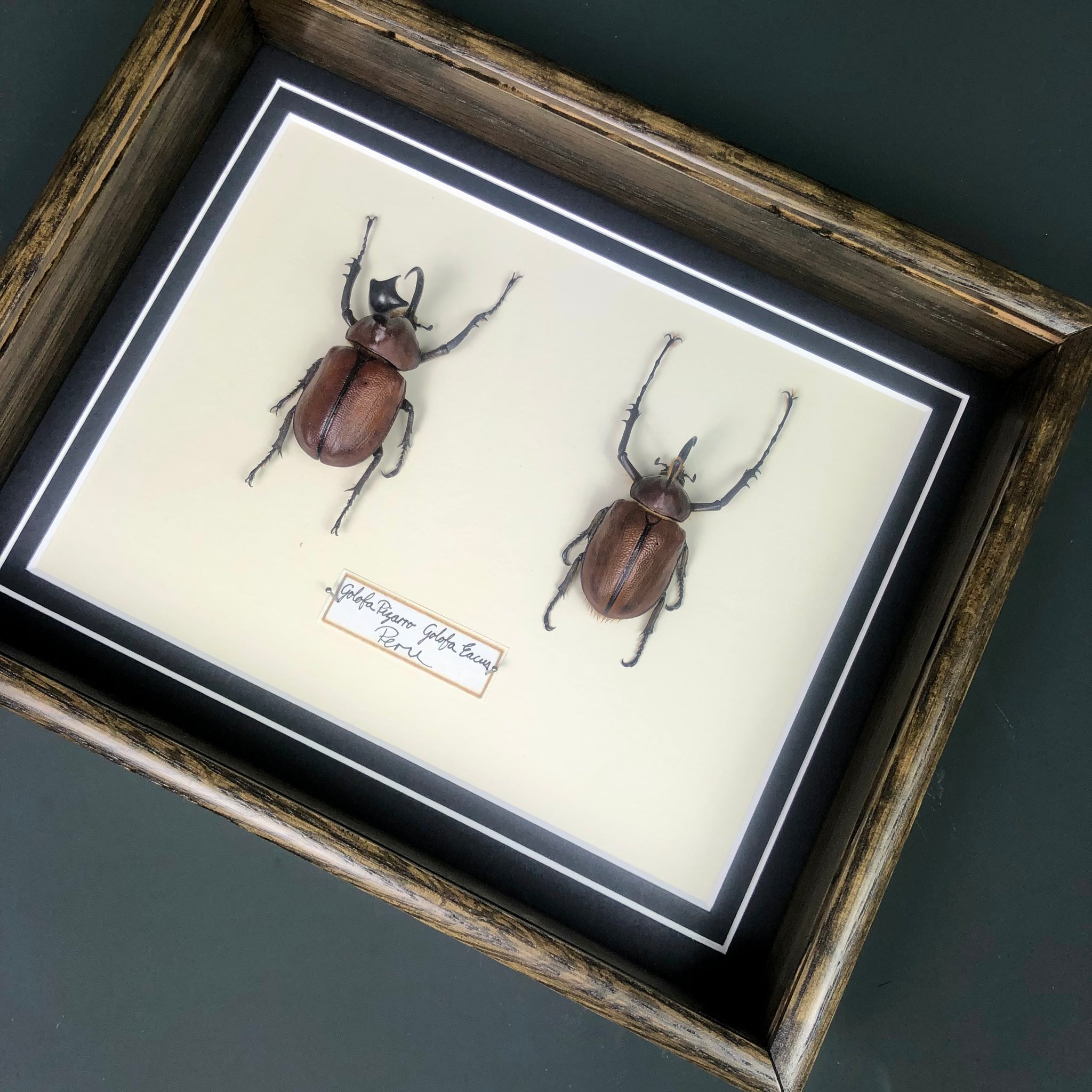 Golofa Pizarro and Golofa Eacus (Peru)