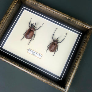 Golofa Pizarro and Golofa Eacus (Peru)