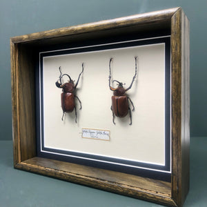 Golofa Pizarro and Golofa Eacus (Peru)