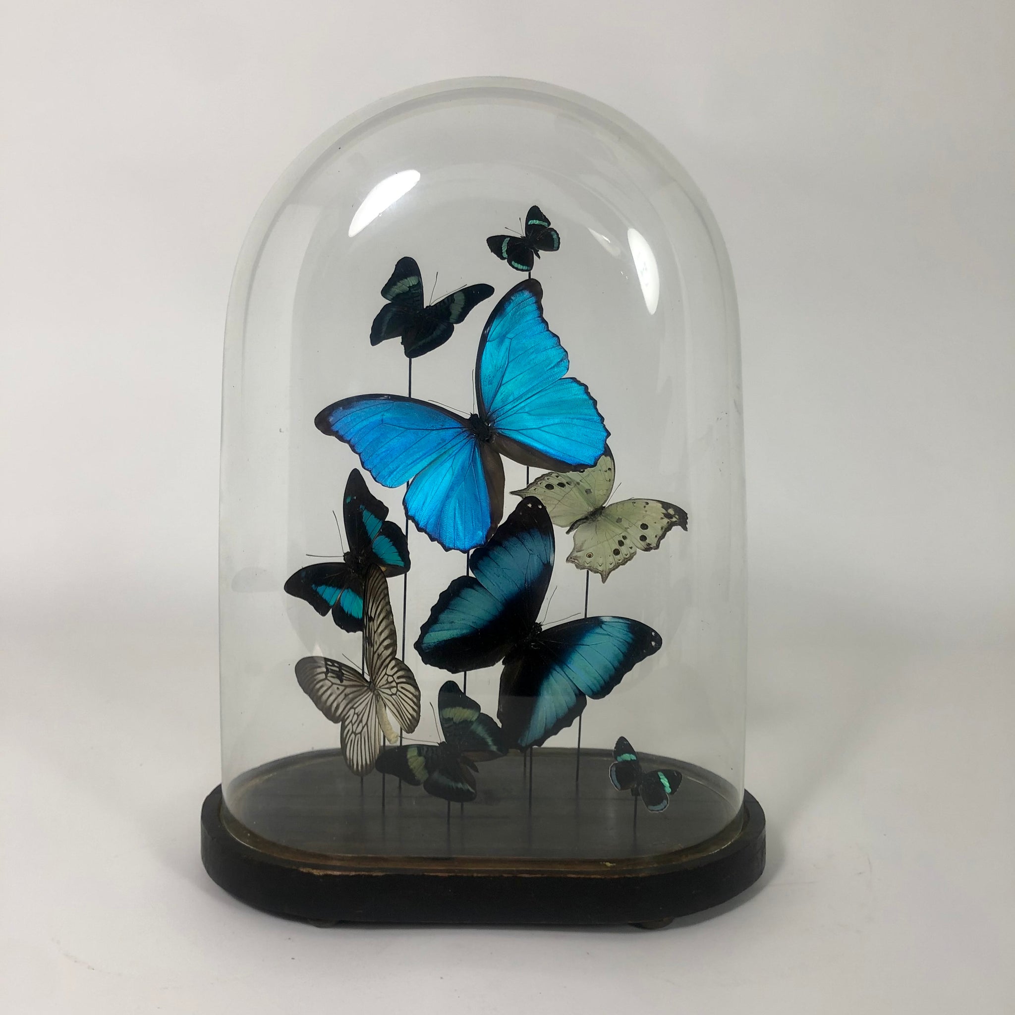 Decorative butterfly display in victorian glass dome .