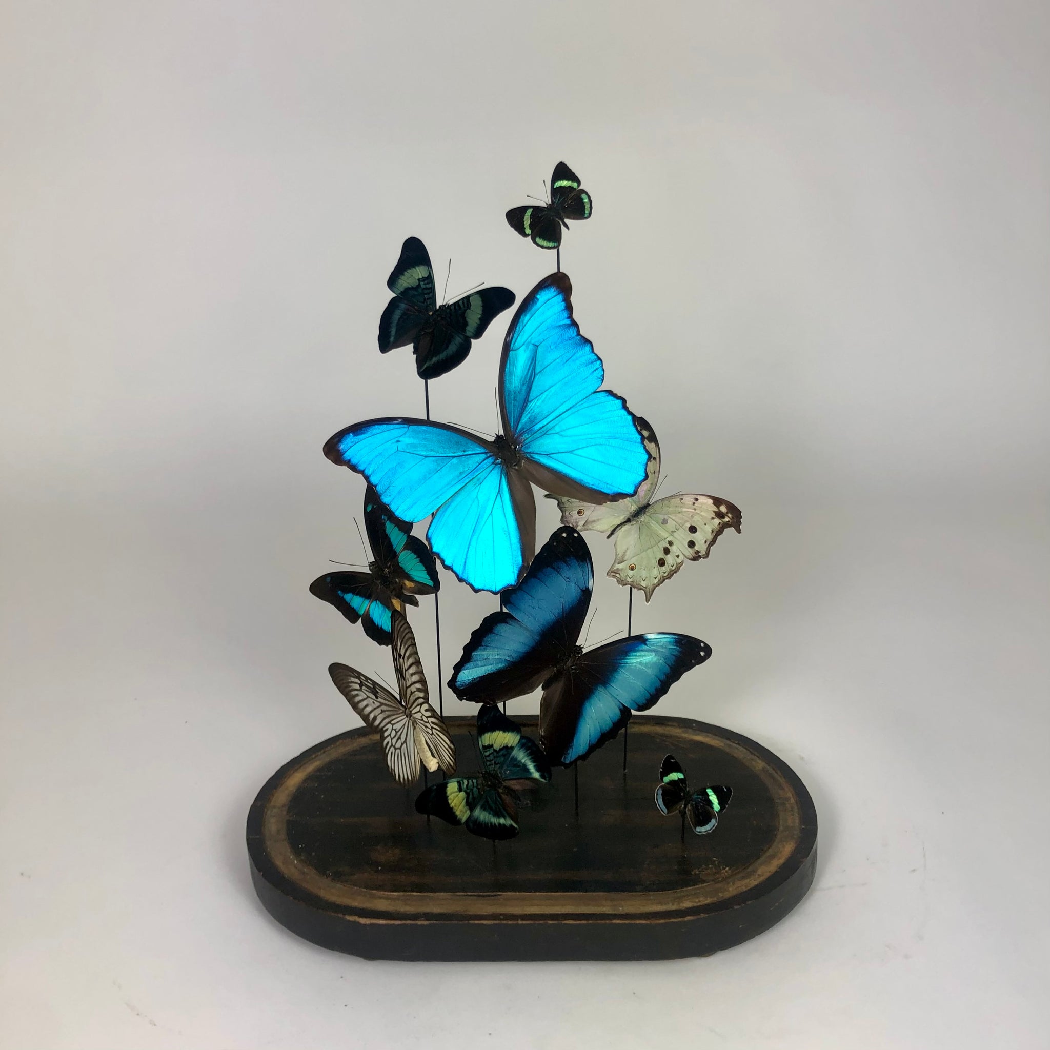 Decorative butterfly display in victorian glass dome .