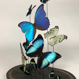 Decorative butterfly display in victorian glass dome .