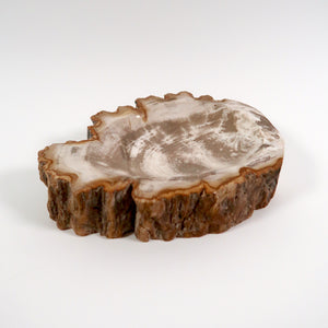 Superb petrified wood bowl from the late tertiary period