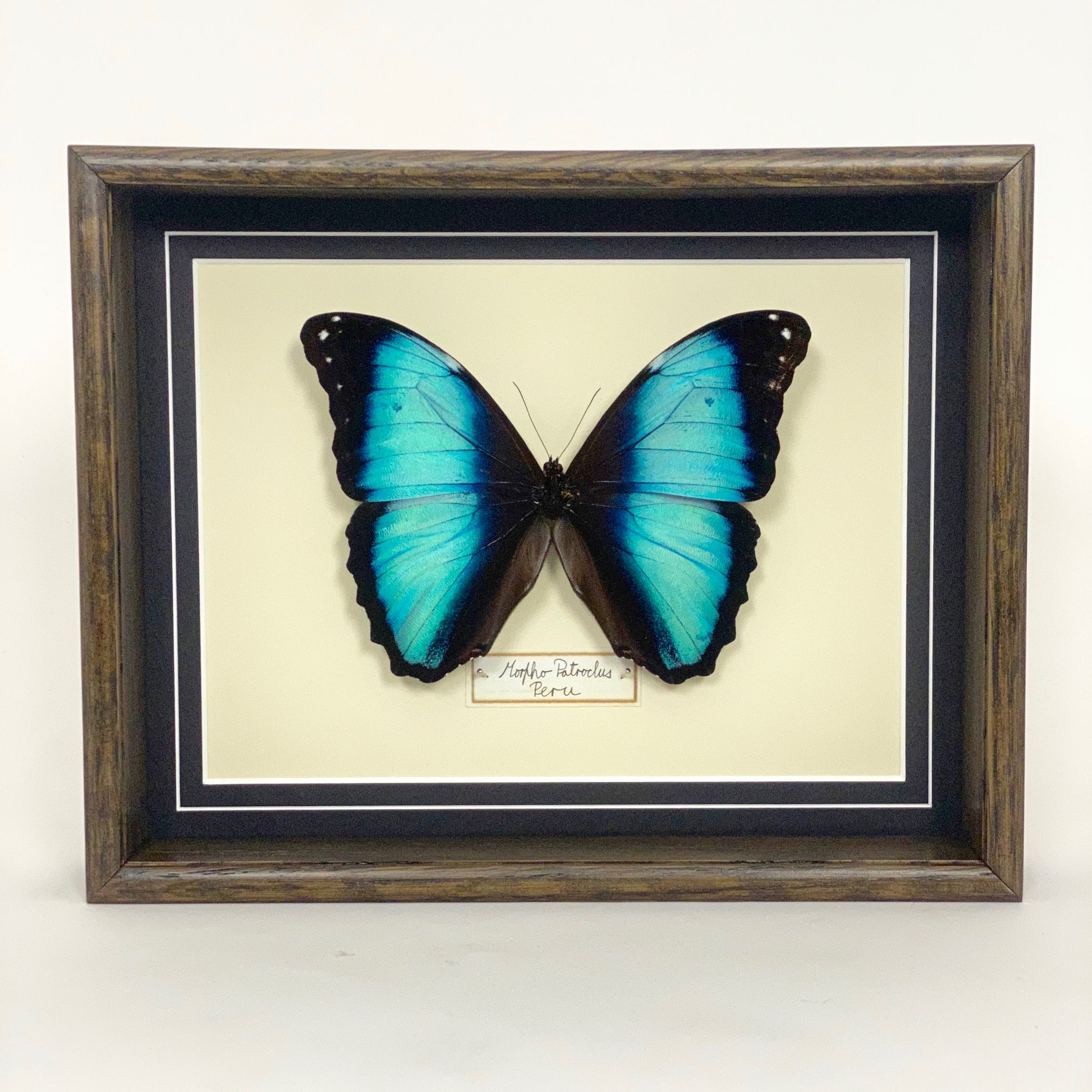 Morpho Patroclus (Peru)
